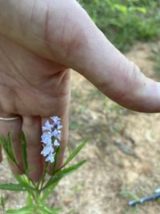 Verbena simplex