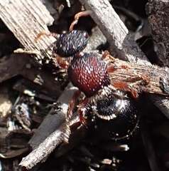 Ephutomorpha dorsigera