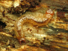 Dendroides canadensis