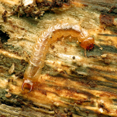 Dendroides canadensis