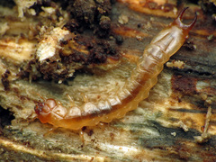 Dendroides canadensis