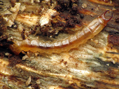 Dendroides canadensis