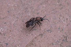 Ronisia