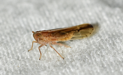 Stenocranus lautus