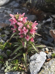 Pedicularis hirsuta