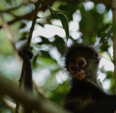 Ateles geoffroyi vellerosus