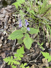 Scutellaria ovata