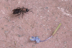 Ronisia