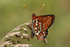 Euphydryas colon