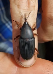 Rhynchophorus phoenicis