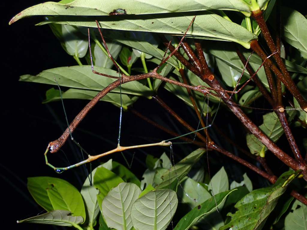 Lonchodes dalawangsungay
