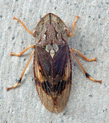 Stenocotis depressa