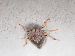 Stenocotis depressa
