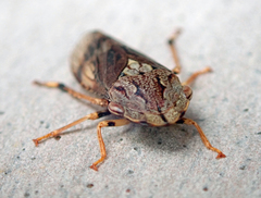 Stenocotis depressa