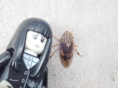 Stenocotis depressa