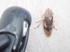 Stenocotis depressa