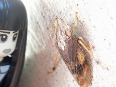 Stenocotis depressa