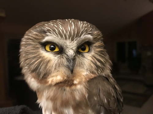 Northern Saw-whet Owl photographed in South Dakota