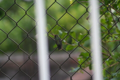 Cynanthus latirostris