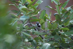 Passer domesticus