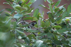 Passer domesticus