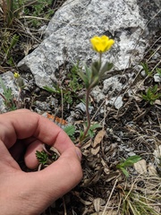 Potentilla hookeriana