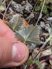 Potentilla hookeriana