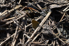 Coenonympha oedippus