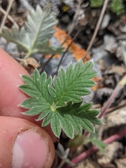Potentilla hookeriana