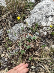 Potentilla hookeriana
