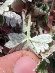 Potentilla hookeriana