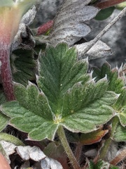 Potentilla hookeriana