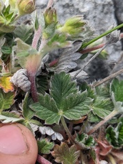 Potentilla hookeriana