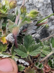 Potentilla hookeriana