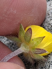 Potentilla hookeriana