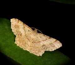 Calletaera subexpressa