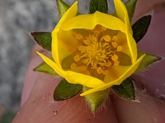 Potentilla hookeriana