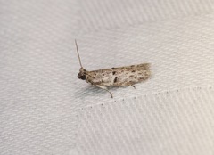 Copamyntis leptocosma