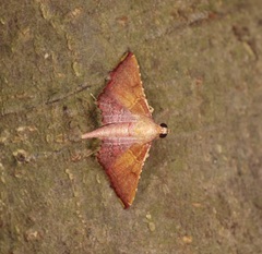 Endotricha olivacealis