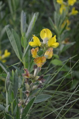 Thermopsis lanceolata