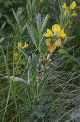 Thermopsis lanceolata