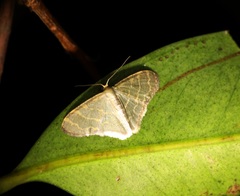 Lophophleps triangularis