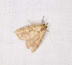 Olulis puncticinctalis