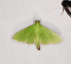 Parotis punctiferalis