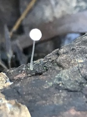 Mycena albidocapillaris