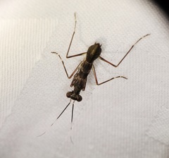 Spilomantis occipitalis