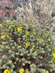 Deinandra increscens