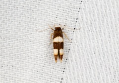 Stathmopoda paradiplaspis