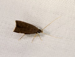Torodora gemella