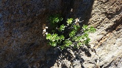 Ericameria cuneata spathulata